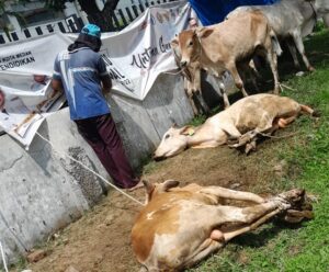Disdik Kota Medan Sembelih 27 Hewan Kurban Di Momen Idul Adha 1444 H