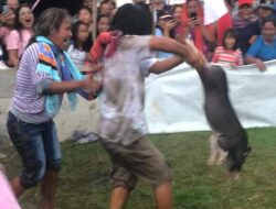 Samosir Heboh, Ada Lomba Tangkap Babi Dalam Meriahkan HUT RI Ke-78