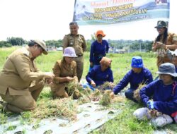 Samosir Panen Perdana Demplot Bawang Merah Program Pangula Na Ture