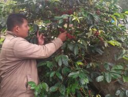 Dari Lima Nama Diumumkan Kopi Samosir Juara 2 Kategori Arabika Wash di KKSI XV 2023