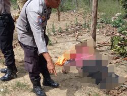 Berawal Dari Tanam Ubi Singkong, Abang Pukul Adik Kandung Sampai Tewas di Samosir