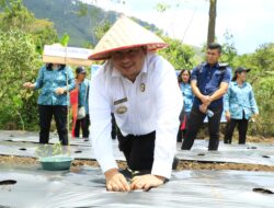 Dalam Rangka Peringatan HKG-PKK Ke-52, Bupati dan Wabup Samosir Tanam Cabai