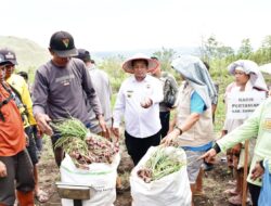 Bibit Bawang Merah Bantuan Pemkab. Samosir Membuahkan Hasil Memuaskan