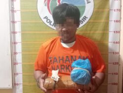Polres Samosir Tangkap Terduga Pengedar Narkotika Jenis Ganja di Desa Cinta Dame
