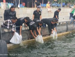 Ribuan Ekor Bibit Ikan Ditebar di Danau Toba