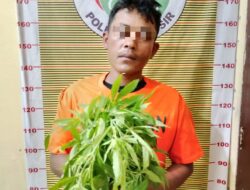 Polres Samosir Mengamankan Pemilik, Penanaman dan Pengguna Narkotika Jenis Ganja