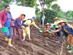 Tingkatkan Produksi Pangan dan Ketahanan Pangan, Pemkab. Samosir Tanam ‘Padi Gogo’