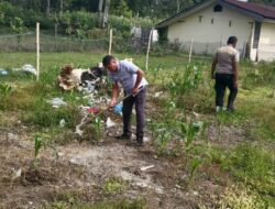 Usai Pengamanan Ibadah Gereja, Polsek Onanrunggu Lanjut Penyiangan Tanaman Jagung