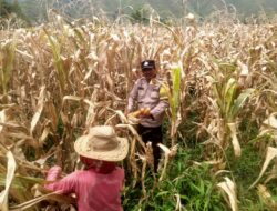 Bhabinkamtibmas dari Polsek Palipi Bantu Warga Panen Jagung