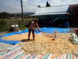 Bhabinkamtibmas Polsek Palipi Dampingi Panen hingga Penjemuran Jagung Warga Desa Sigaol Simbolon Selama 3 Hari