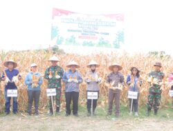 Panen Raya Jagung di Samosir Capai 30 Ton Program Ketahanan Pangan Untuk Mendukung Swasembada Pangan