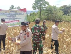 Polres Samosir dan Forkopimca Harian Gelar Panen Raya Jagung Kuartal II Tahun 2025