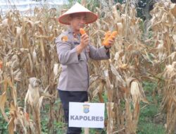 Panen Raya Jagung Serentak Kuartal I 2026, Polres Samosir Dukung Program Ketahanan Pangan Nasional