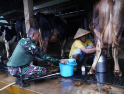 Prajurit TNI Turut Juga Bantu Warga Perah Susu Sapi