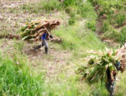 Wujud Kemanunggalan, Satgas TMMD Ke 127 Kodim 0808 Bantu Warga Panggul Pakan Ternak Dari Kebun