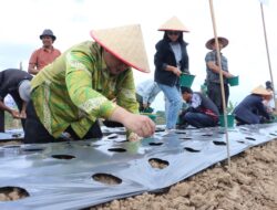 Bupati Samosir Tanam Bawang Putih Bantuan Kementan bersama Kelompok Tani