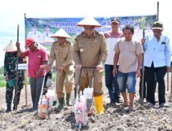 Gubsu Bantu Bibit Jagung 40 Hektare, Bupati Vandiko Turun Lapangan Tanam Benih Bersama Petani