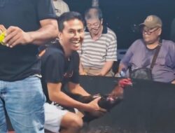 Menantang Aparat: Diklaim Tutup, Sindikat Sabung Ayam ‘Edy’ di Kutalimbaru Terang-terangan Gelar “Event Besar”
