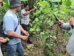 Kasat Res Narkoba Polresta Deli Serdang: Mei 2026 Ungkap 28 Kasus, Sita 860 Gram Sabu hingga 40 Batang Ganja