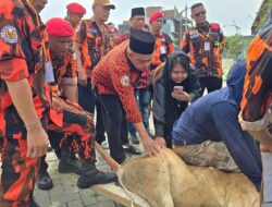 Pemuda Pancasila Deli Serdang Sembelih 9 Hewan Kurban