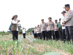 Bupati Samosir Bersama Kapolda Sumut Tinjau Lokasi Penanaman Bawang Putih