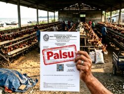 Perizinan Usaha Palsu Kandang Ternak Ayam Petelur di Paluh Sibaji Pantai Labu, 1,1 Miliar Raib